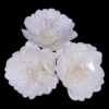 Sola Wood Anemone Flower