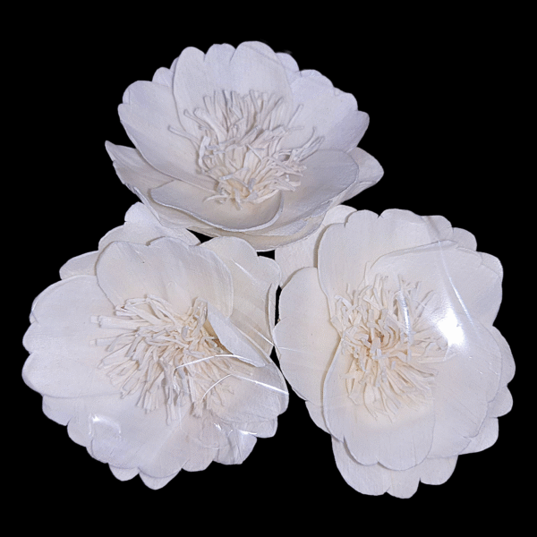 Sola Wood Anemone Flower