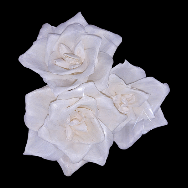 China Rose Flower