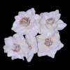 Sola Magnolia Flower