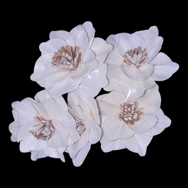 Sola Magnolia Flower