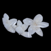 Sola Lily Flower
