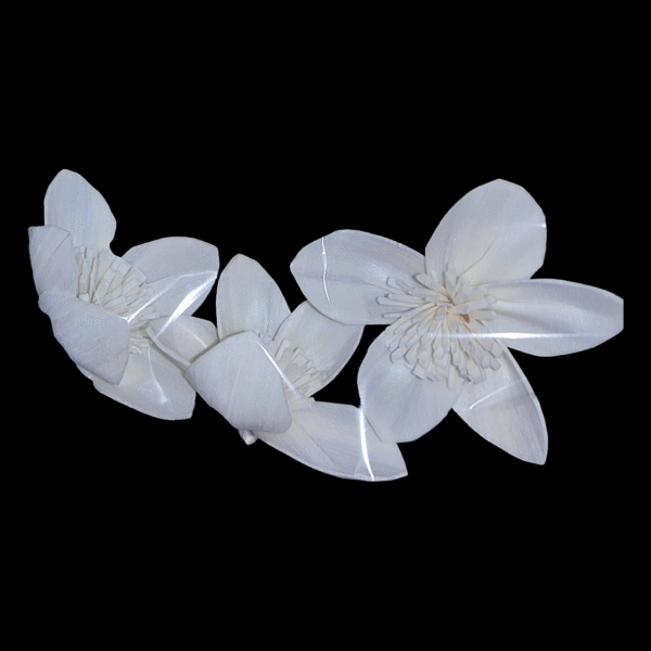 Sola Lily Flower