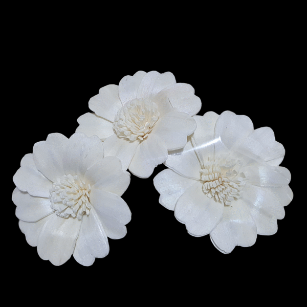 Sola Daisy Flower