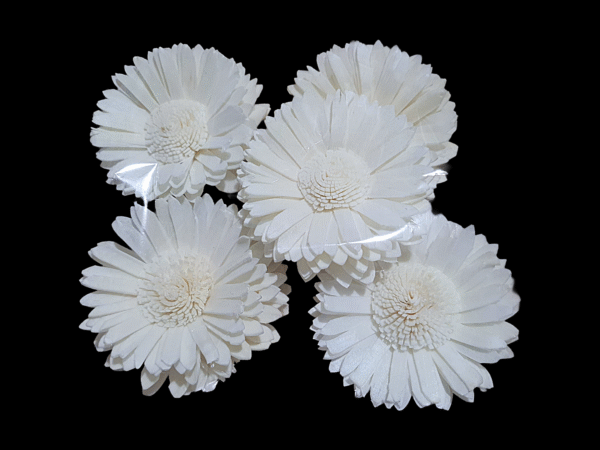Sola wood Sunflower