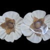 Sola wood Narcissus flower