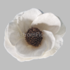 Magnoliopsida Sola Wood Flower