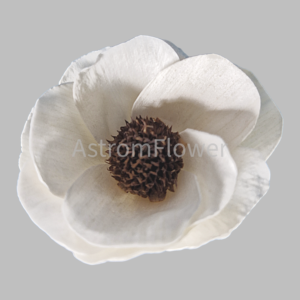 Magnoliopsida Sola Wood Flower