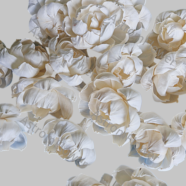 Sola wood flowers for wedding
