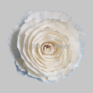 Handmade cabbage flower made from natural sola wood for wedding decoration and craft