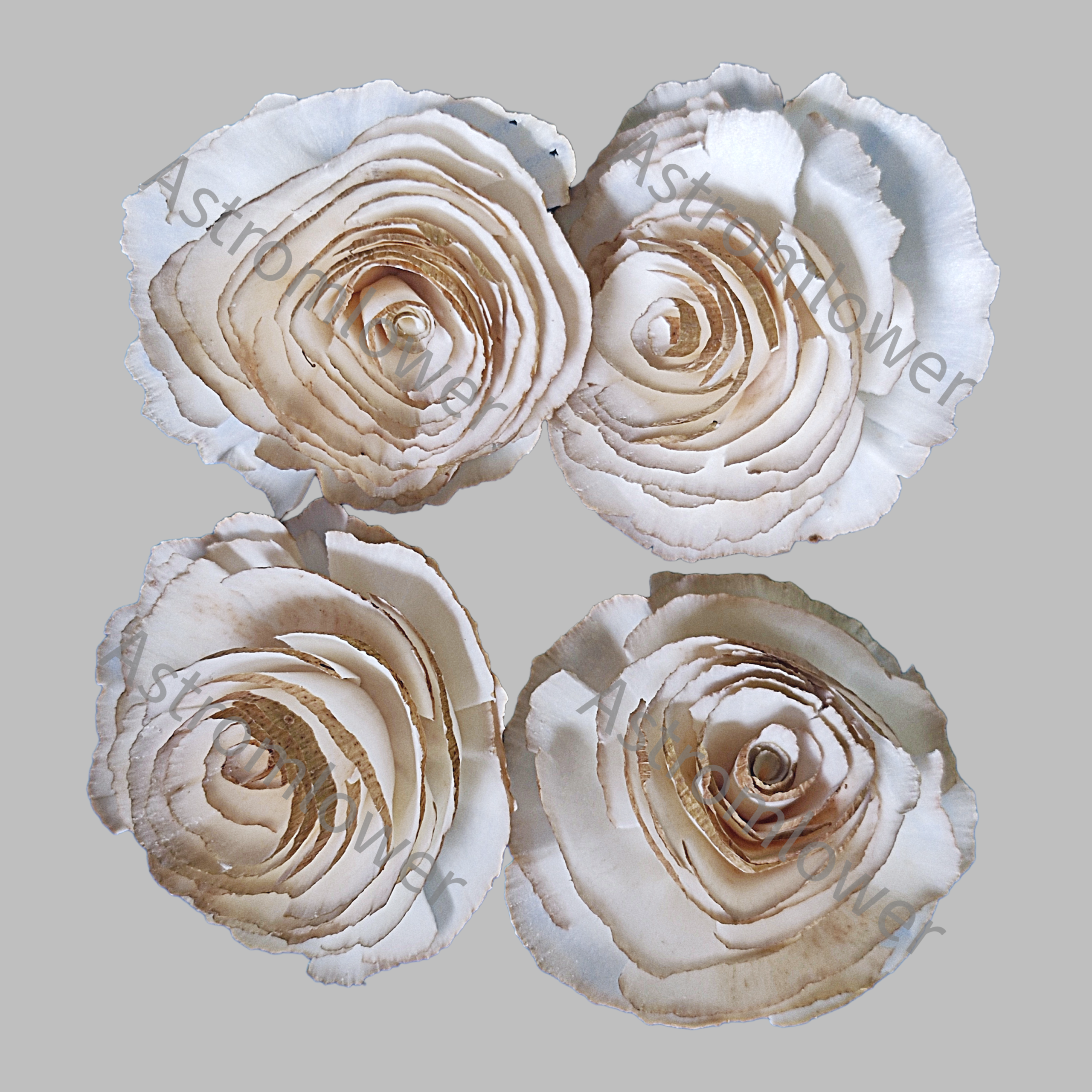 Skin Cabbage Sola Wood Flower - Image 2