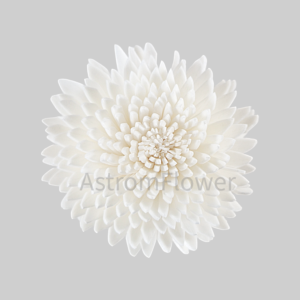 Handcrafted Ziniya sola wood flower for home decor and wedding decoration