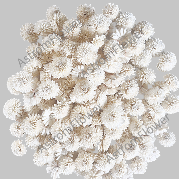 Natural sola wood Ziniya flower for DIY crafts and floral arrangements