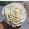 sola flower