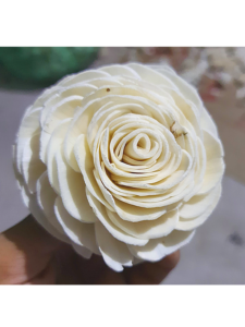sola flower