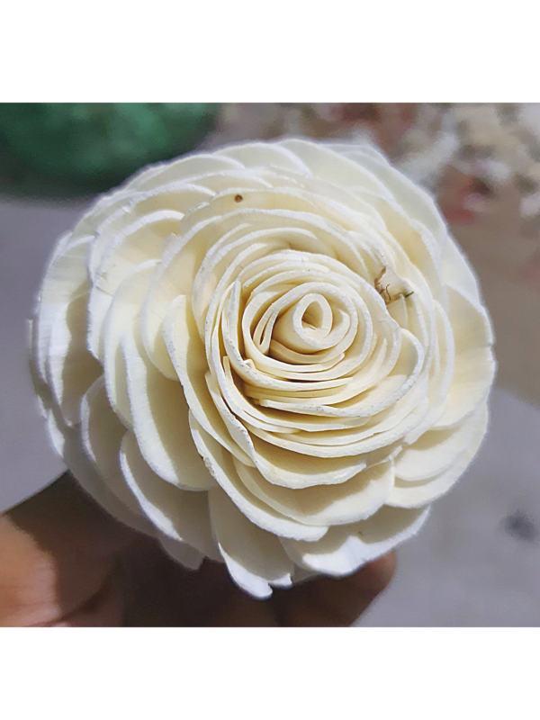 sola flower